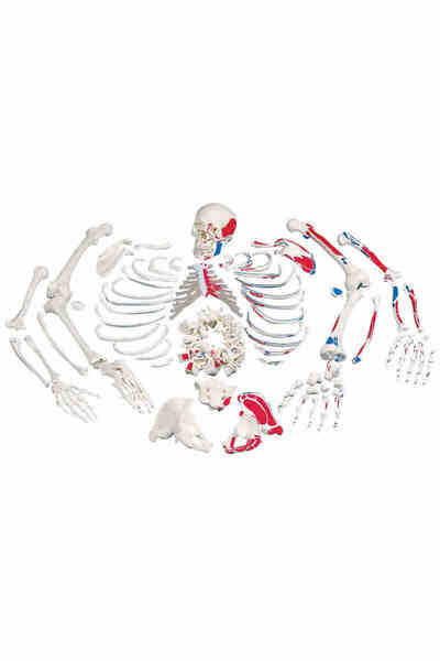 EgeAnatomi Maketleri Kasları Gösteren Parçalı İskelet Maketi, İnsan İskelet M...