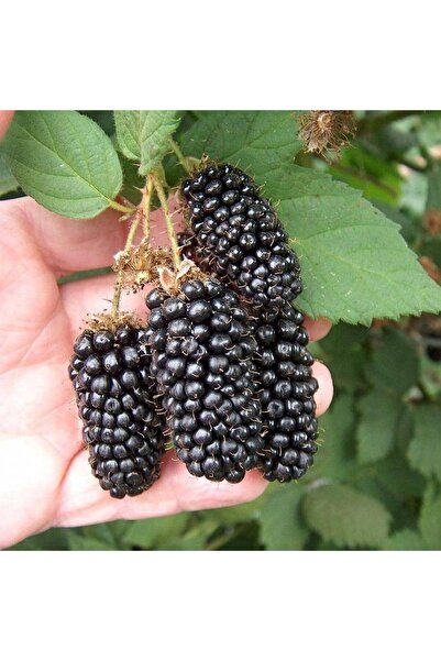 AFYONDOĞAPEYZAJ 2 YAŞ YEDİVEREN BÖGÜRTLEN FİDANI AÇIK KÖK