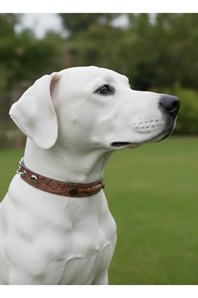 balkonda طوق للكلاب قابل للتعديل بعرض 2.5 سم من الجلد لجميع السلالات