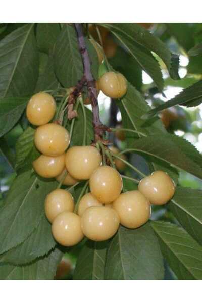 AFYONDOĞAPEYZAJ AŞILI SERTİFİKALI 2 YAŞ BEYAZ KİRAZ (STARKS GOLD) FİDANI AÇIK...