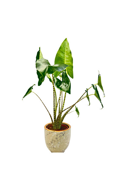 Ernaz Bitki Dünyası Alocasia Zebrina (Fil Kulağı)