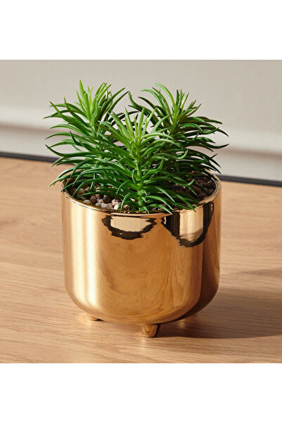 Generic Succulent Plant in Pot - 17 cm