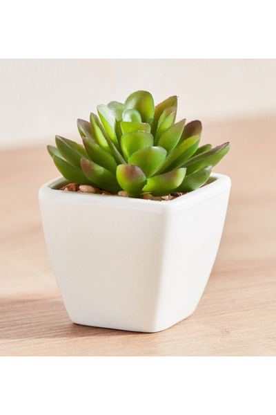 Generic Succulent in Ceramic Pot - 9 cm