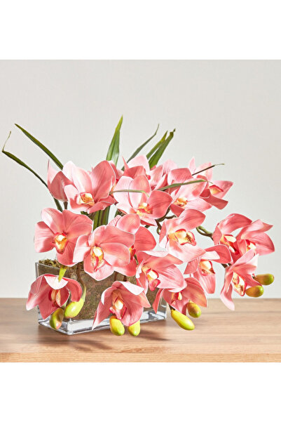 Generics Roseus Pink Cymbidium Plant in Pot - 34 cm