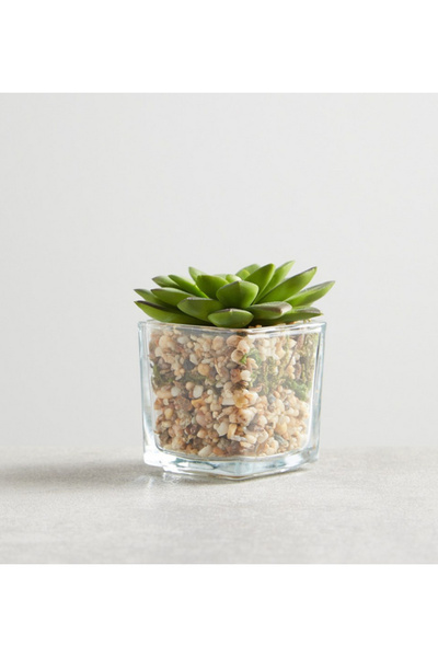 Generic Pomona Mini Succulent on Square Glass Pot - 9 cms