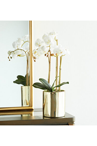 Generics Orchid in Pot - 60 cm