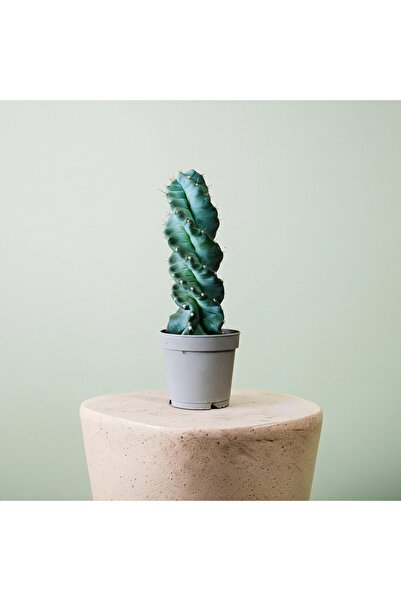 GREENVILA Spiral Kaktüs Cereus forbesii spiralis Saksılı 35 Cm Burgu Kaktüs