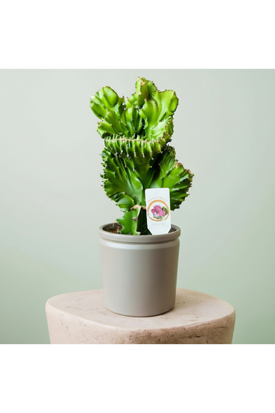 GREENVILA Mercan Kaktüs Euphorbia lactea cristata Saksılı Dekoratif Bitki Ser...