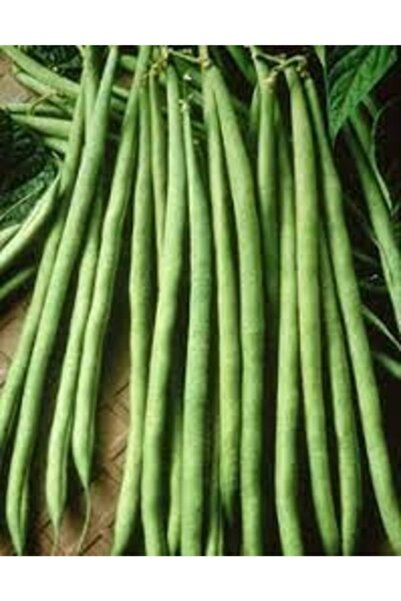 Köy Tohumları 50 Adet Tohum Organik Yeşil Çalı Fasulye Fasülyesi Tohumu Ata E...