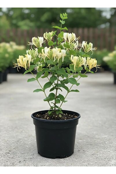 fidanistanbul Kokulu Hanımeli Fidanı Lonicera japonica Halliana 20 40 cm Saksıda