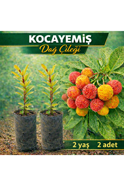 FİDANKÖY Kocayemiş Dağ çileği büyük tüplü 2 yaş 2 adet
