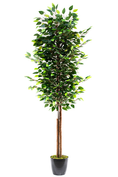 BotaniFicus Siyah Saksıda 180 Cm Yoğun Yapraklı Benjamin Ağacı