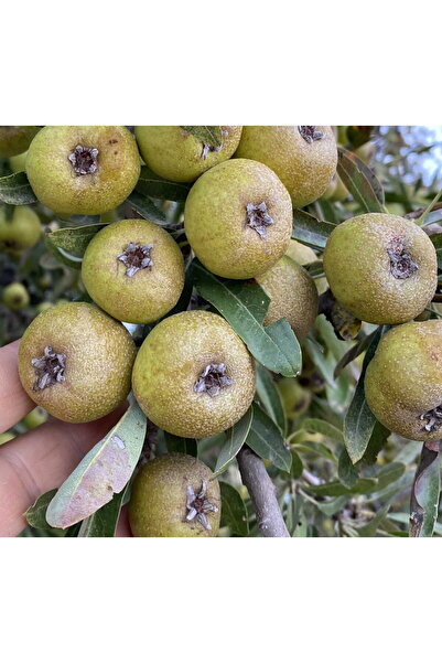 bitkifidan 2 Yaş Ahlat( Dağ Armut) Fidanı-100-120 Cm