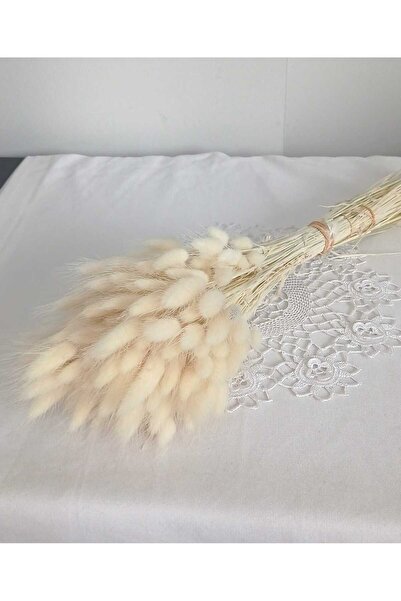 Birlik Pamuk Otu Lagurus beyaz kuruçiçek