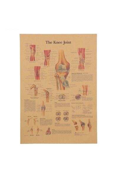 Caph Design Diz Anatomisi Vintage Kraft Poster - 33x48cm
