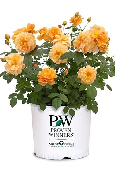 ÇİÇEKFLİX FİDE gül açık kök kehribar turuncu fidesi fidanı açık kök