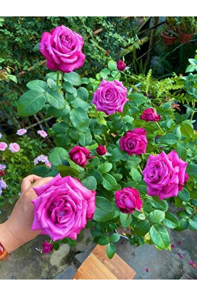 ÇİÇEKFLİX FİDAN açık kök pembe gül bahçe balkon ve salonda bakılır açık kök