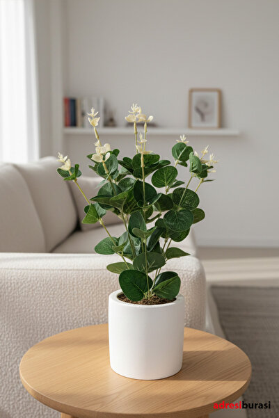 adresiburasi نبات الأوكالبتوس الاصطناعي في وعاء خرساني