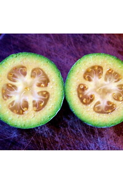 bitkifidan 3 Yaş Tijli Feijoa(kaymak Ağacı) Fidanı