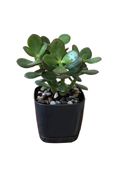 SOcactus Para Ağacı Çiçeği Kaktüs Sukulent Fidanı 10-20 cm