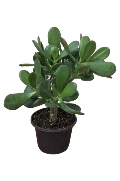 Genel Markalar Para Ağacı Çiçeği ( Büyük Boy ) Kaktüs Sukulent 10-20 cm