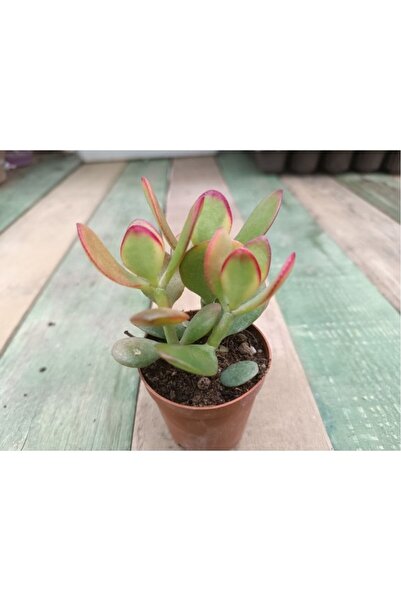 PLANTİS BOTANİK Crassula Ovata Hummels Sunset Para Ağacı 10-20 cm