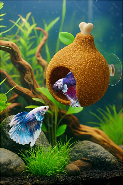 Akvaryum Beta Dinlenme Alanı ( TavukBudu ) Beta Balıgı Dinlenme Alanı Erkek B...