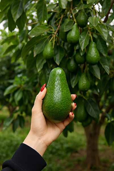 FUU AVOKADO 2 KG Taze hasat Yerli