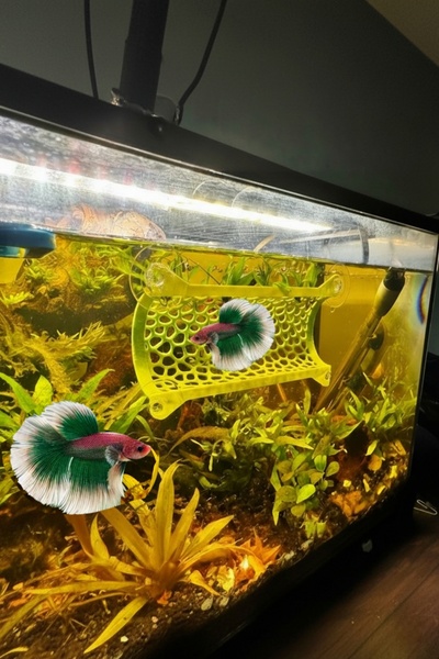 MDİZMİR Beta Dinlenme Alanı Balık Yuvası Beta Halfmoon Üretim Tüpü ( Karışık ...