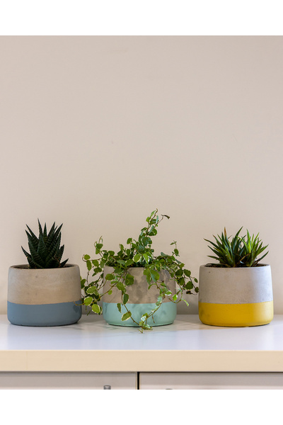 Greenmall Lenus Beton Saksı 3'lü Set
