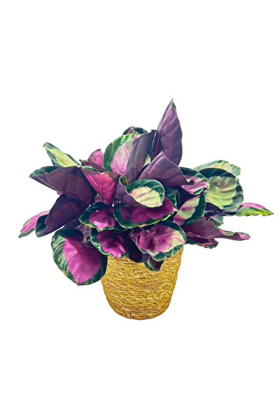 Ernaz Bitki Dünyası Calathea Pictura Crimson (Dua Çiçeği)