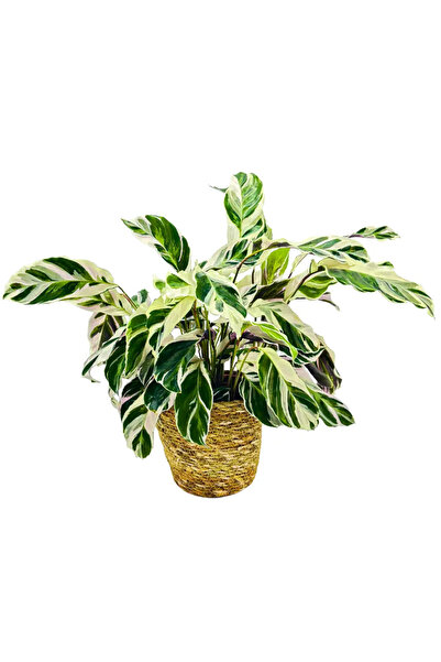 Ernaz Bitki Dünyası Calathea White Fusion (Dua Çiçeği)