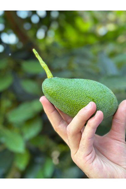 GreenAvo Avokado 160-200 gr