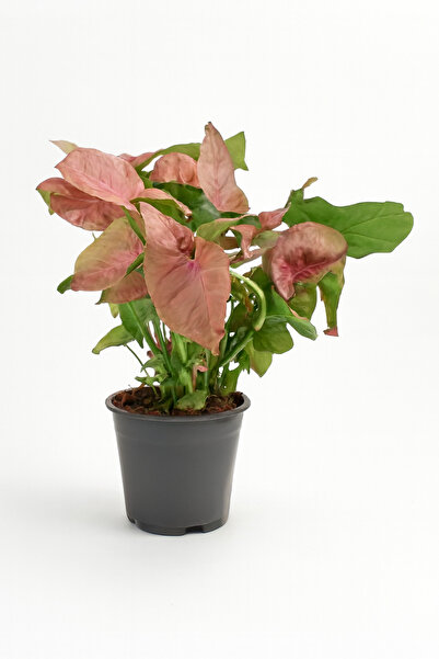 Generic Syngonium Neon Small