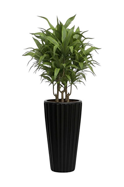 polivahome Lilyum Dekoratif Çizgili Saksı Vazo & Şemsiyelik Beyaz Renk 58 cm ...