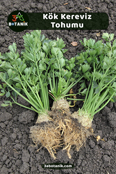 3A BOTANİK Kereviz Tohumu, Yerli Doğal Sürdürülebilir Tohum, 5.000 Adet Tohum