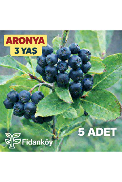 FİDANKÖY Aronya fidanı 3 yaş büyük tüplü 5 adet