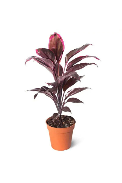 Belora Cordyline fruti rumba plant, H 40 cm