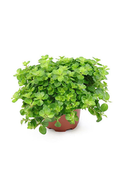 Belora Peperomia rotundifolia, trailing plant 30-45 cm
