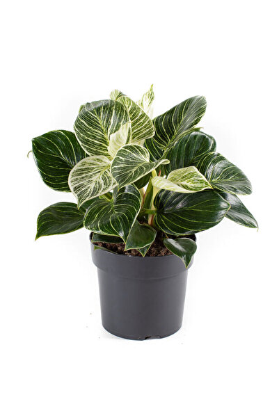 Belora Philodendron White Wave, plant, H 30 cm
