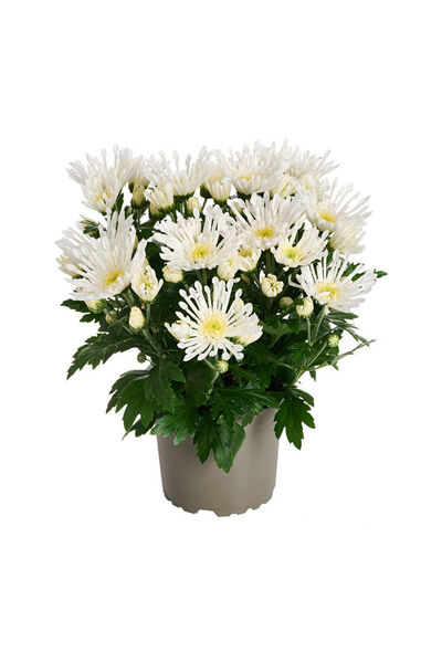 Belora Multicolor chrysanthemum fireworks, H 35-45 cm