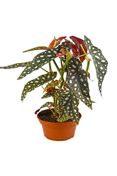Belora plant Begonia Double, Lung, H 35 cm