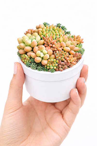 Mialys Premium İthal Mikro Sukulent Aranjmanı Hediyelik Canlı Bitki - 8 cm Be...