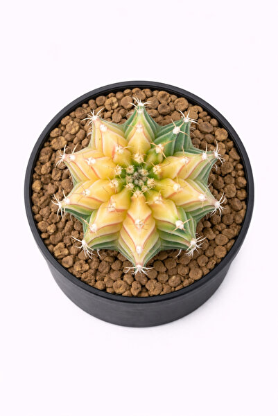 Mialys İthal Renkli Kaktüs Gymnocalycium Mihanovichii Variegated LB2178 Neon ...