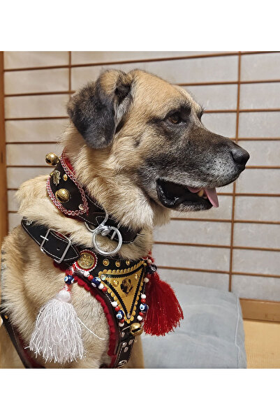 FeyzaDesign Deri Gladyatör Kangal Köpek Tasma Seti Göğüslük ve Boyunluk Avrup...