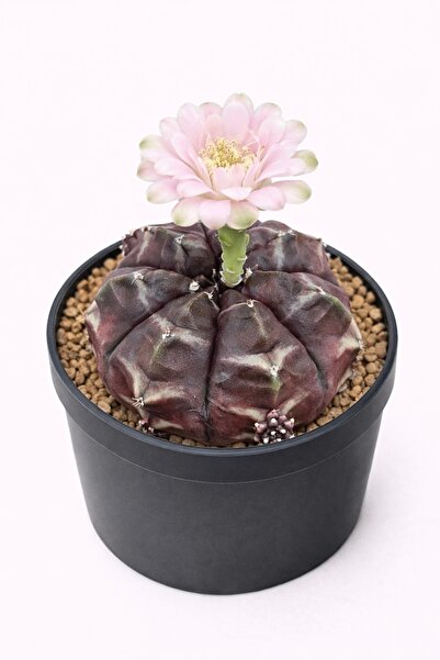 Mialys Renkli Pembe Çiçek Açan Yavrulu Kaktüs Gymnocalcium ‘Daydream’ Nadir 8...