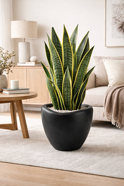 KıtayGroup Lale Saksı Dekoratif Büyük boy Modern Salon ve Bahçe Saksısı 52 Litre