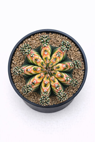 Mialys Premium İthal Kaktüs Gymnocalycium Multicolor Variegated Bol Yavrulu N...
