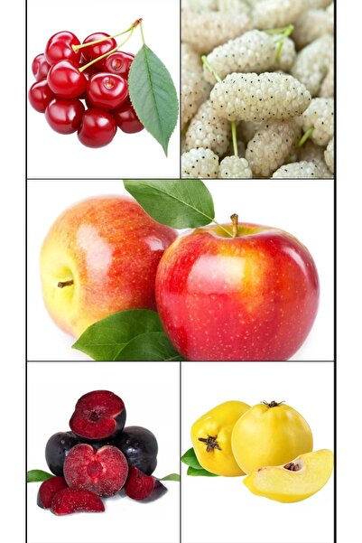 ÇANKIRI BOTANİK Aşılı 5 çeşit meyve fidanı - amasya elma-vişne-beyaz dut-ayva...