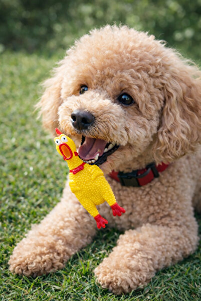 mastercat ميني بوي هوروز - لعبة الكلب الصوتية